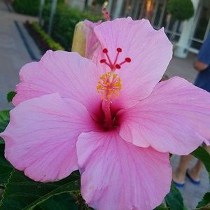 Meet your Posher, Vassa